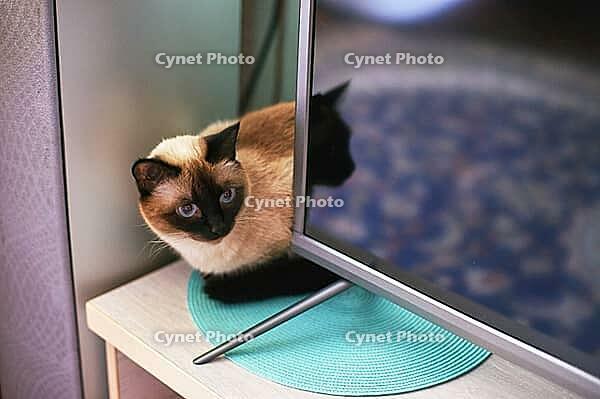 Siamese cat curled up on turquoise mat beside modern flat screen tv in cozy home setting [IBR123629750]
