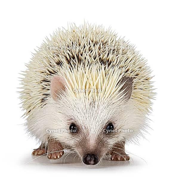 Cute two colored hedgehog, walking and looking towards camera. Isolated on a white background, Netherlands [IBR123638292]