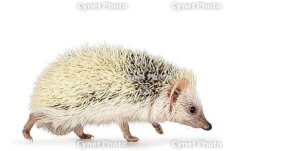 Cute two colored hedgehog, walking and looking side ways away from camera. Isolated on a white background, Netherlands [IBR123638293]