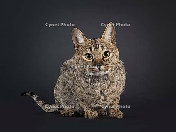 Male spotted Savannah cat, laying down facing front. Looking towards camera. Isolated on a black background, Netherlands [IBR123638294]