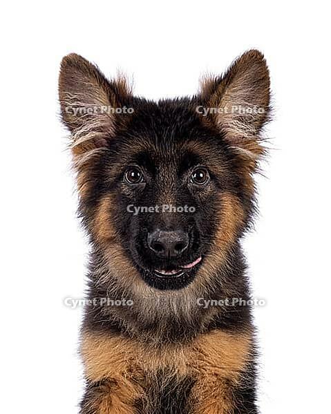 Haed shot of cute German Shepherd dog puppy, sitting up facing front. Looking straight to camera, mouth open and tongue licking mouth. Isolated on a white background, Netherlands [IBR123638296]