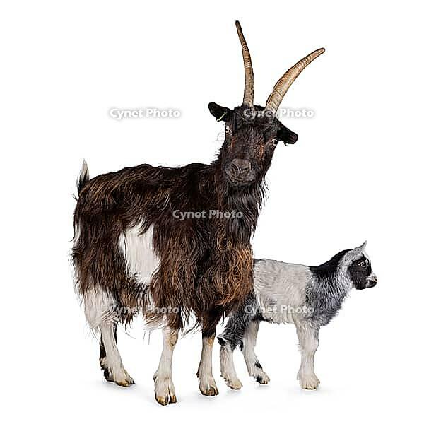 Mother adult brown Dutch Land race goat standing together with black and white baby goat. Mom looking straight to camera with cute head tilt. Isolated on a white background, Netherlands [IBR123638297]