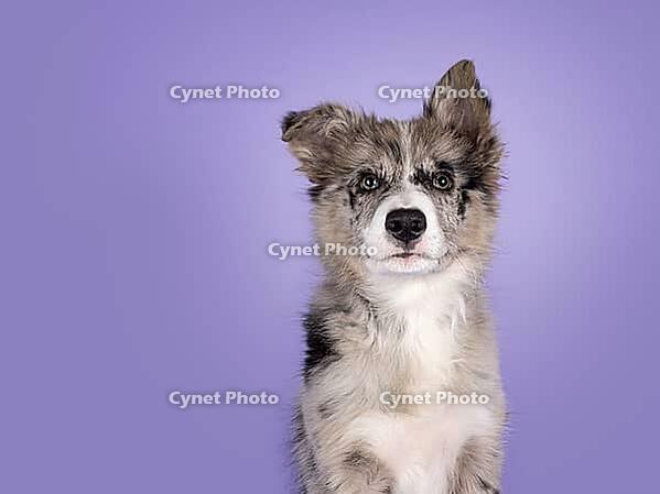 Head sht ofadorable blue merle Border Collie dog puppy, laying down facing front. Looking towards camera with brownish eyes and heart shaped black nose. Isolated on a lilac background, Netherlands [IBR123638298]