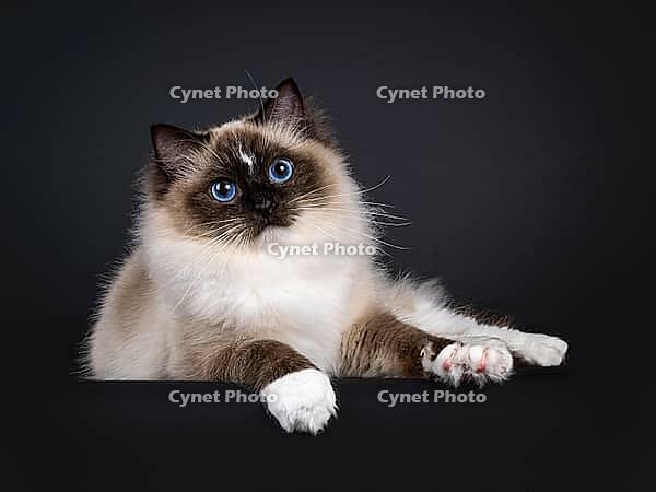 Beautiful young adult seal Ragdoll cat, laying down facing front on edge showing white paws. Looking to camera with mesmerizing blue eyes. Isolated on a black background, Netherlands [IBR123638299]