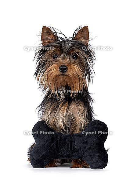 Cute little black and tan Yorkshire Terrier dog puppy, lsitting behind a black velvet bone shaped toy. Looking towards camera. Isolated on a white background, Netherlands [IBR123638301]