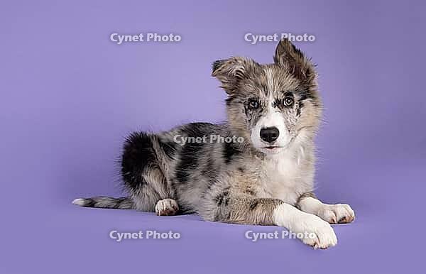 Adorable blue merle Border Collie dog puppy, laying down side ways. Looking towards camera with brownish eyes and heart shaped black nose. Isolated on a lilac background, Netherlands [IBR123638302]