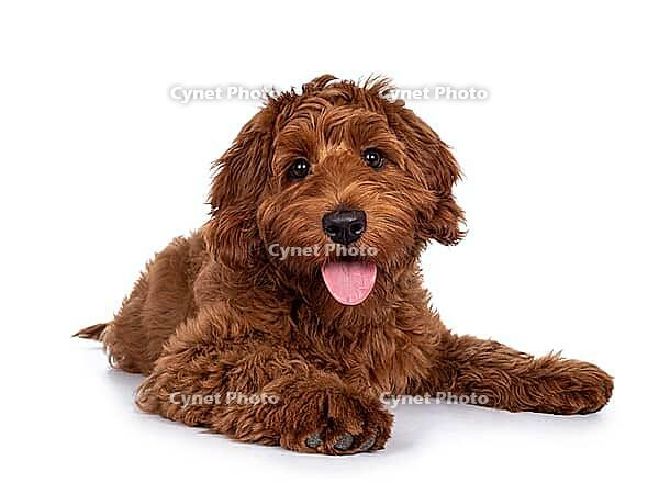 Adorable red Cobberdog aka Labradoodle dog puppy, laying down facing front. Looking straight to camera, tongue out. Isolated on a white background, Netherlands [IBR123638303]