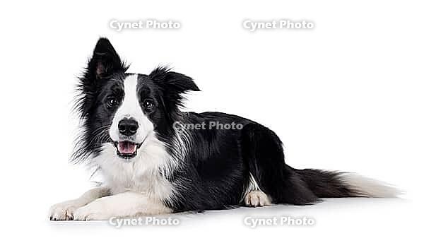 Adorable typical black and white young adult Border Collie dog, laying down side ways. Looking straight to camera with mouth open. Isolated on white background, Netherlands [IBR123638304]