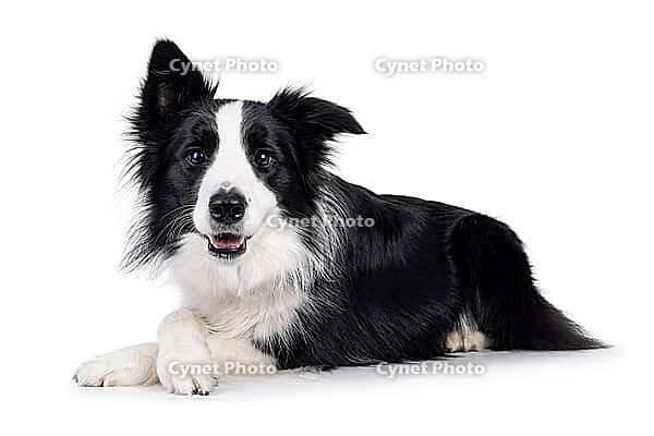 Adorable typical black and white young adult Border Collie dog, laying down side ways with front paws crossed. Looking straight to camera with mouth open. Isolated on white background, Netherlands [IBR123638305]