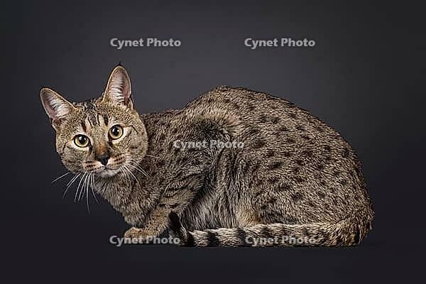 Male spotted Savannah cat, laying down side ways. Looking straight to camera. Isolated on a black background, Netherlands [IBR123638306]