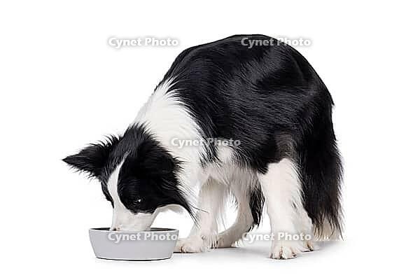 Adorable typical black and white young adult Border Collie dog, standing side ways with head in food bowl. Isolated on white background, Netherlands [IBR123638307]