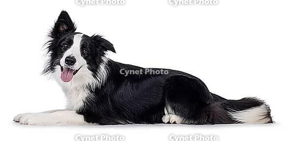 Charismatic typical black and white young adult Border Collie dog, sitting up side ways. Looking straight to camera with mouth open smiling. Isolated on white background, Netherlands [IBR123638308]