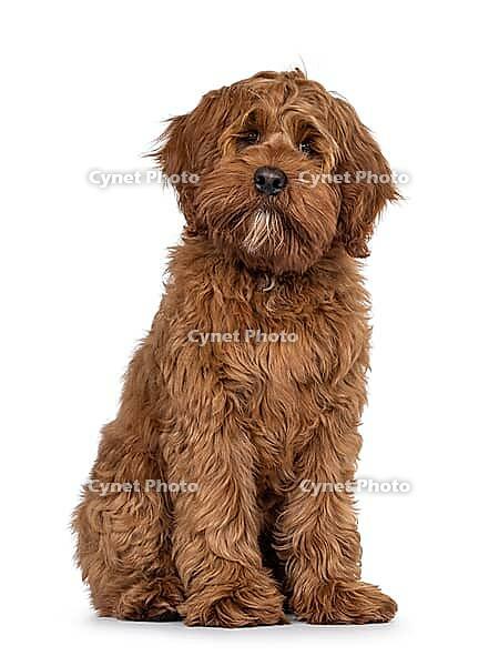 Friendly Labradoodle dog puppy, sitting up facing front. Looking straight to camera. Mouth closed. Isolated on a white background, Netherlands [IBR123638309]