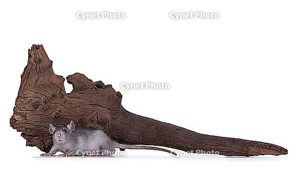 Cute little grey rat, standing in front of brown piece of driftwood. Isolated on a white background, Netherlands [IBR123638310]