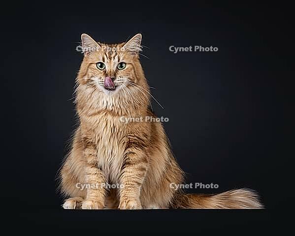 Gorgeous black amber Norwegian Forestcat cat, sitting up side ways. Looking straight towards camera with green eyes while licking nose with pink tongue. Isolated on a black background, Netherlands [IBR123638311]