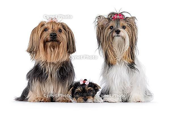 Adult Yorkshire and Biewer Terrier mother and a puppy, sitting and laying beside each other. All looking towards camera. Isolated on a white background, Netherlands [IBR123638312]