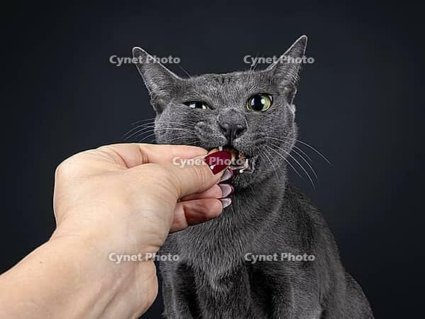 Head shot of adult Korat cat, biting in candy held by human hand. Looking to camera with big eyes. Isolated on a black background, Netherlands [IBR123638313]