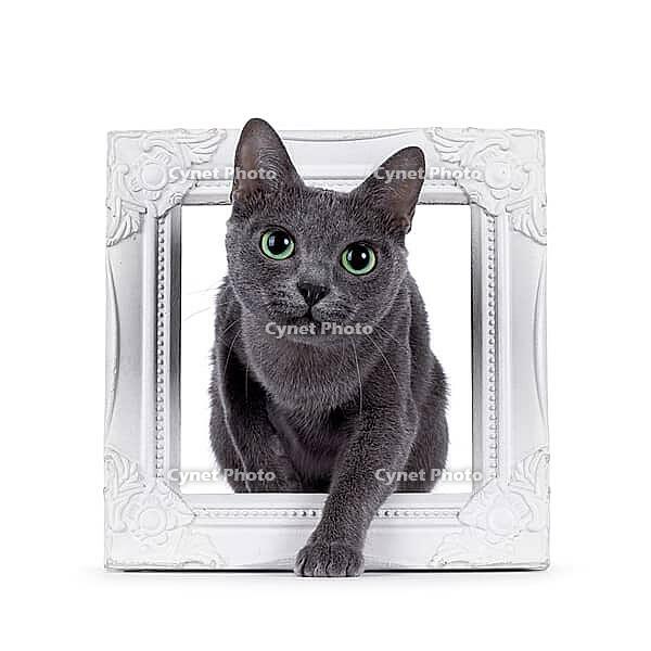 Adult Korat cat, stepping through wjite picture frame. Looking towards camera with intens green eyes. isolated on a white background, Netherlands [IBR123638314]
