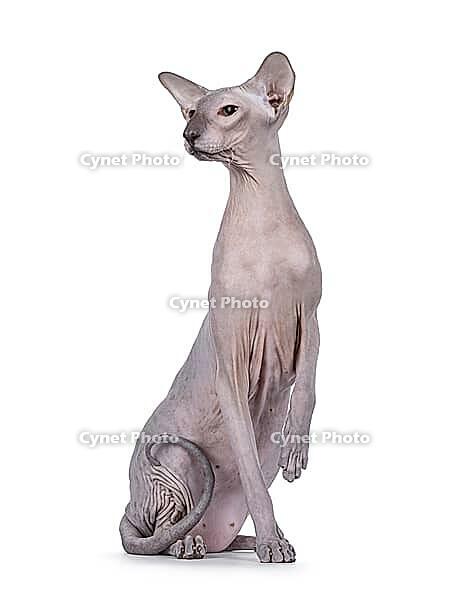 Blue point Peterbald cat, sitting up facing front like statue. Looking to the side away from camera. One paw up. Isolated on a white background, Netherlands [IBR123638315]