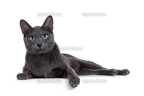 Young adult Korat cat, laying down on an edge. Looking straight to camera with mesmerizing green eyes. Isolated on a white background, Netherlands [IBR123638316]