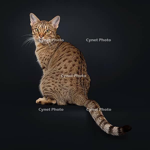 Excellent adult Ocicat cat, sitting up backwards on edge. Looking over shoulder to camera with fantastic expression. Isolated on a black background, Netherlands [IBR123638317]