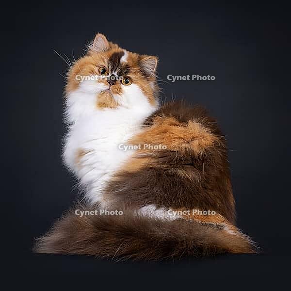 Brown tortie with white British Longhair cat, sitting side ways. Looking straight to camera with big orange eyes. Isolated on a black background, Netherlands [IBR123638318]