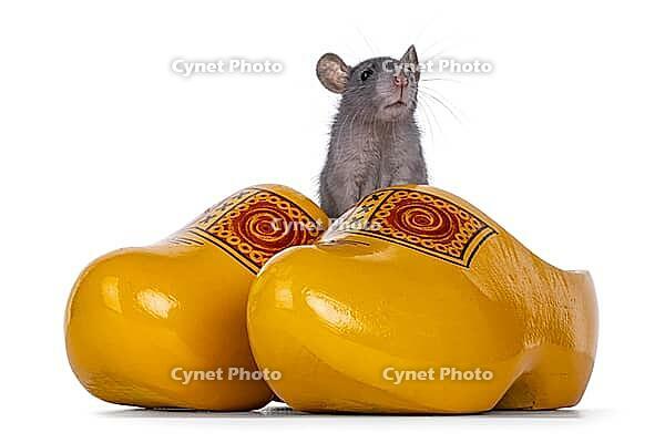 Cute little blue rat sitting in typical Dutch yellow wooden shoes. Isolated on a white background, Netherlands [IBR123638319]