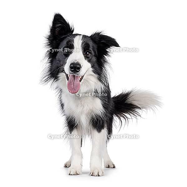 Charismatic typical black and white young adult Border Collie dog, standing up facing front. Looking enthousiastic straight to camera with mouth open showing pink tongue. Isolated on white background, Netherlands [IBR123638320]