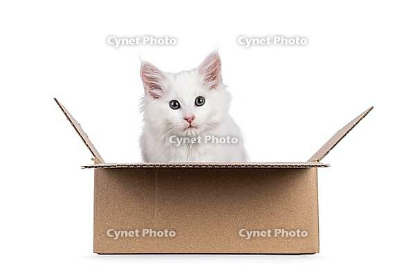 Cute solid white Maine Coon cat kitten, sitting in brown carton box. Looking above camera. Isolated on a white background, Netherlands [IBR123638321]
