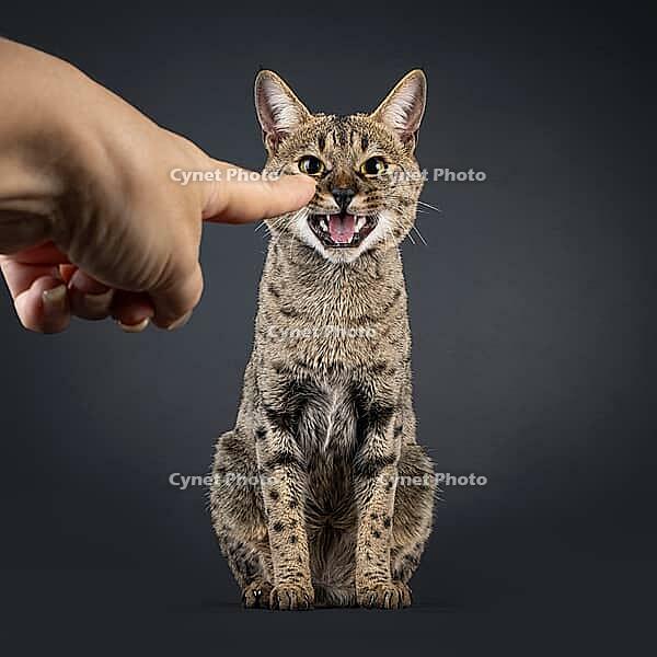 Male spotted Savannah cat, sitting up elegant with mouth wide open showing teath and tongue. Looking straght to camera. Human hand pointing at cat. Isolated on a black background, Netherlands [IBR123638323]