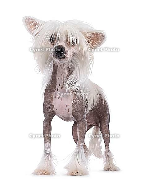 Adorable hairless Chinese Crested dog, standing facing front. Looking to camera through her bangs. Isolated on a white background, Netherlands [IBR123638324]