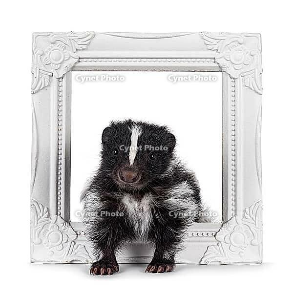 Black and white baby skunk standing throughtt white image frame. Looking straight towards camera. Isolated on a white backround, Netherlands [IBR123638325]
