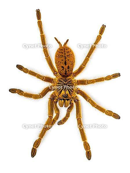 Pterinochilus murinus RCF aka Orange baboon tatantula spider. Top view, Isolated on white background, Netherlands [IBR123638326]