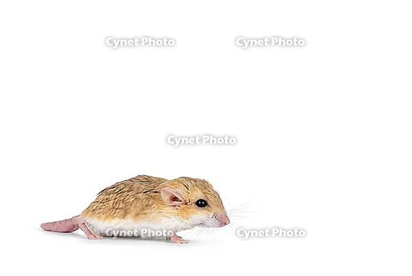 Side view of Fat tailed gerbil aka Pachyuromys duprasi, standing side ways. Looking ahead away from camera. Isolated on a white copy space background, Netherlands [IBR123638327]