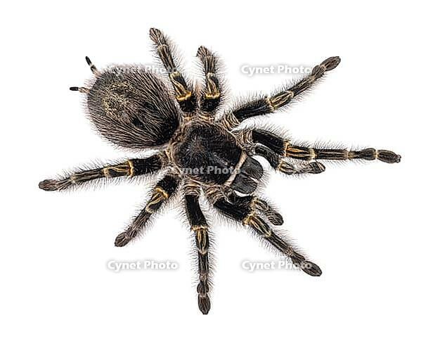 Female Grammostola Pulchripes aka Chaco Golden Knee tarantula. Top view, isolated on a white background, Netherlands [IBR123638328]