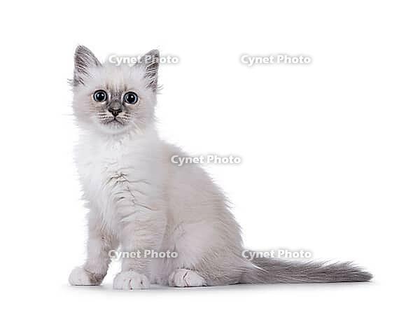 Cute fluffy Sacred Birman cat kitten, sitting up side ways. Looking surprised towards camera. Isolated on a white background, Netherlands [IBR123638329]