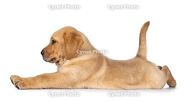 Cute baby Labrador dog puppy, laying side ways in funny yoga pose. Looking away from camera. Isolated on a white background, Netherlands [IBR123638330]