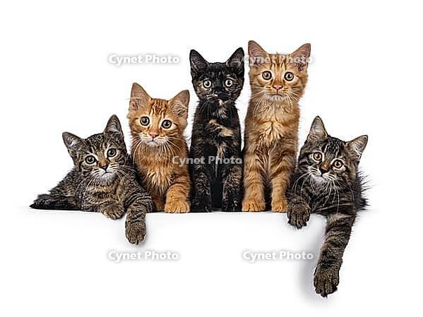Colorful litter of 5 house cat kittens, laying and sitting beside each other on perfect row. All looking towards camera. Isolated on a white background, Netherlands [IBR123638333]
