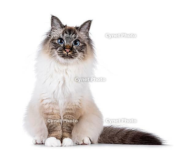 Handsome and expressive Sacred Birman cat, sitting up facing front. Looking curious towards camera. Isolated on white background, Netherlands [IBR123638334]