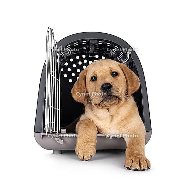 Happy 7 weeks old Labrador dog puppy, resting in pet carrier box. Looking towards camera. Isolated on a white background, Netherlands [IBR123638335]