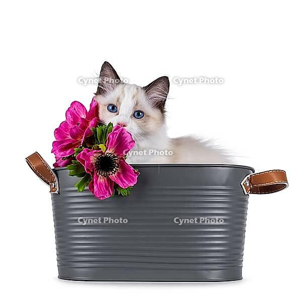 Cute Ragdoll cat kitten sitting in grey tub hiding behind fake pink flowers. Looking curious towards camera with breed typical blue eyes. Isolated on a white background, Netherlands [IBR123638336]