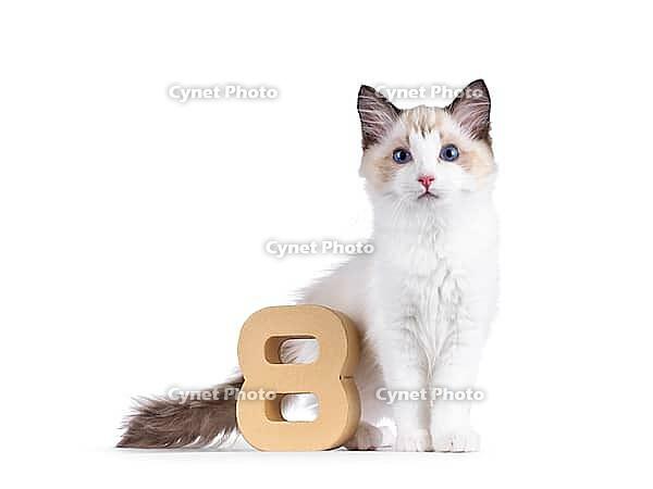 Elegant Ragdoll cat kitten standing beside paper digit 8. Looking curious towards camera with breed typical blue eyes. Isolated on a white background, Netherlands [IBR123638337]