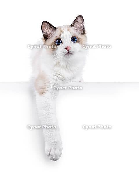 Adorable Ragdoll cat kitten standing facing front with paws hanging over edge. Copy space for advertisement banner. Looking curious towards camera. Isolated on a white background, Netherlands [IBR123638339]