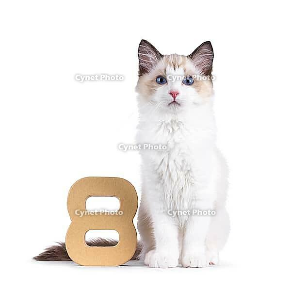 Elegant Ragdoll cat kitten sitting beside paper digit 8. Looking curious towards camera with breed typical blue eyes. Isolated on a white background, Netherlands [IBR123638340]