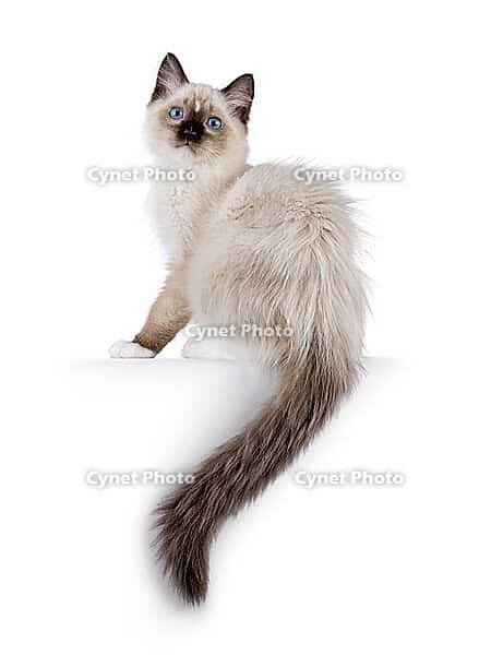 Cute ragdoll kitten sitting side ways on edge. Looking to camera with breed typical blue eyes. Isolated on a white background, Netherlands [IBR123638341]