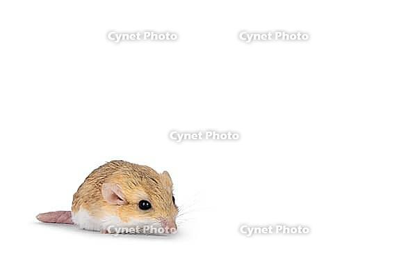Side view of Fat tailed gerbil aka Pachyuromys duprasi, standing diagonal. Looking ahead beside camera. Isolated on a white copy space background, Netherlands [IBR123638343]