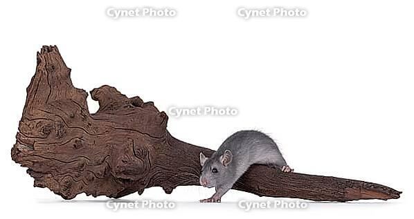 Cute little grey rat, stepping of brown piece of driftwood. Isolated on a white background, Netherlands [IBR123638344]
