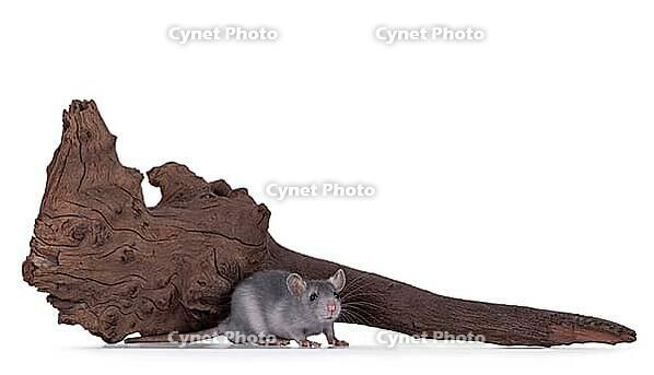 Cute little grey rat, standing in front of brown piece of driftwood. Isolated on a white background, Netherlands [IBR123638353]