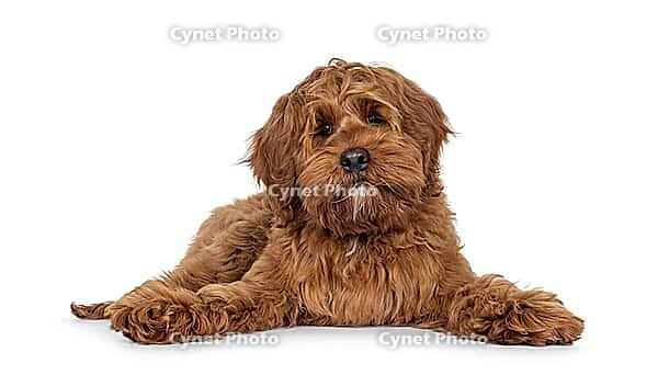 Friendly Labradoodle dog puppy, laying down facing front. Looking straight to camera. Mouth closed. Isolated on a white background, Netherlands [IBR123638354]