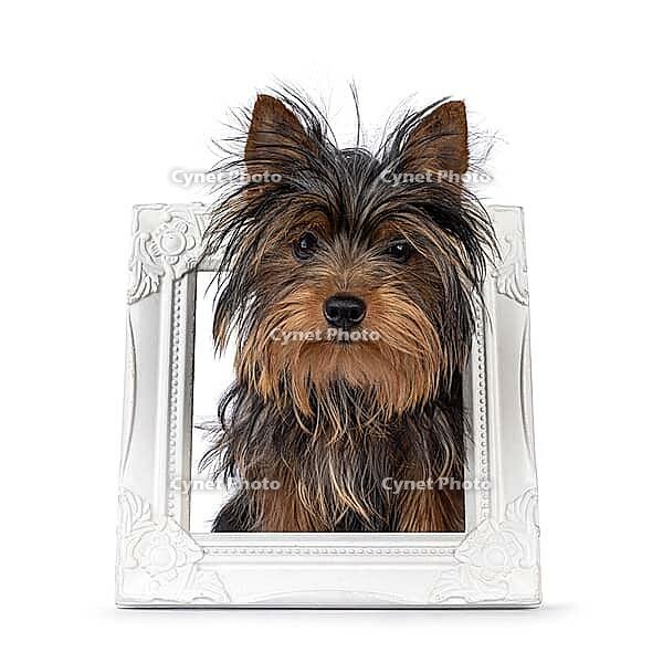 Cute little black and tan Yorkshire Terrier dog puppy, standing trought white image frame. Looking towards camera. Isolated on a white background, Netherlands [IBR123638355]